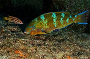 Scarus ghobban Perroquet bleu fem-La Paz Los Islotes Arche-5m-20181025-Denis-ADER-DSC_0194_tn